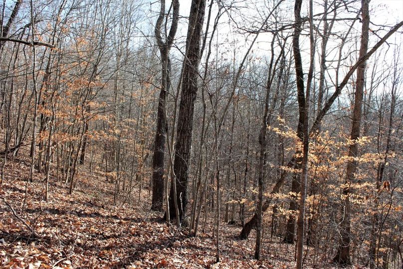 037 hardwood southwest facing slope along the eastern portion of the property