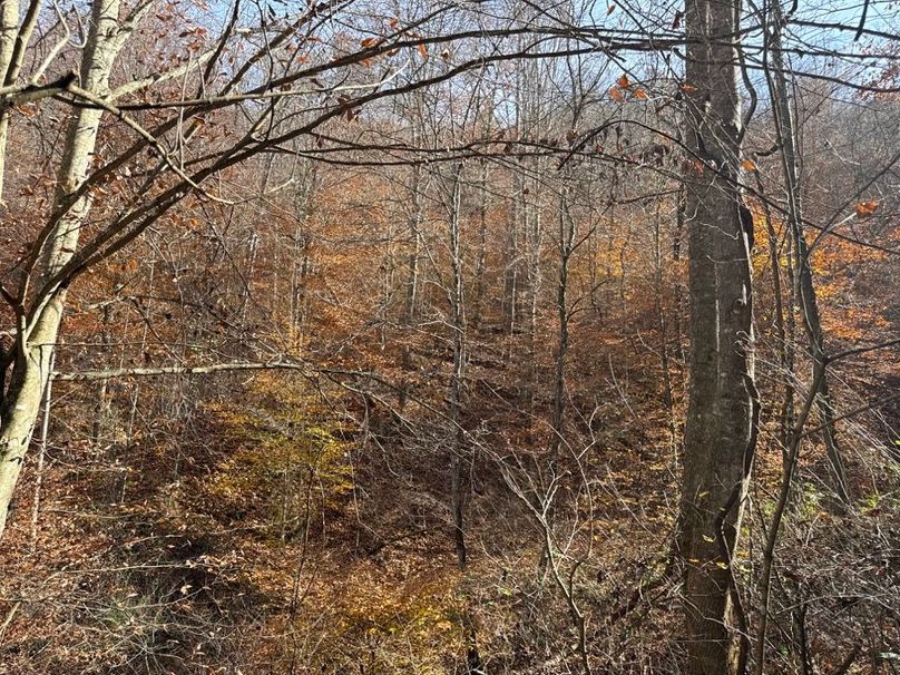 016 North Facing Slope and Hollow Bottom