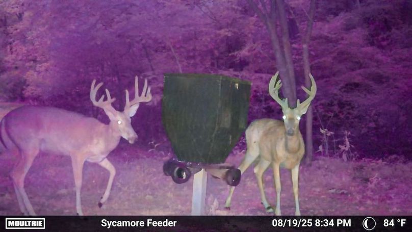 Fleming Petry 115-61