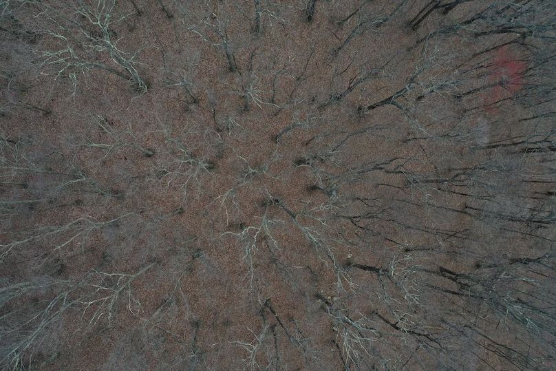 013 low elevation drone shot of the forested area near the south boundary