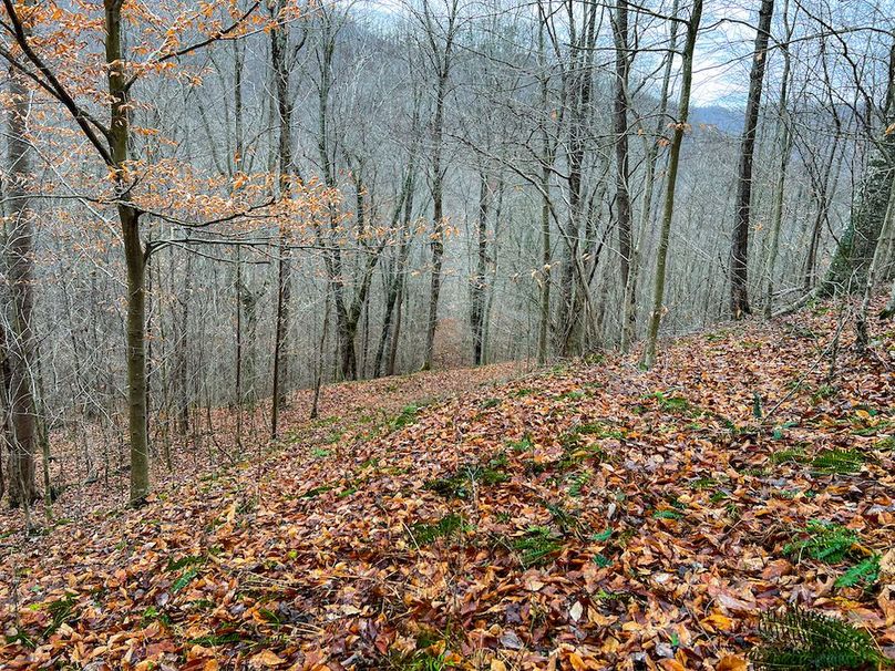 Calhoun, WV 225.69 AC Duffield-43