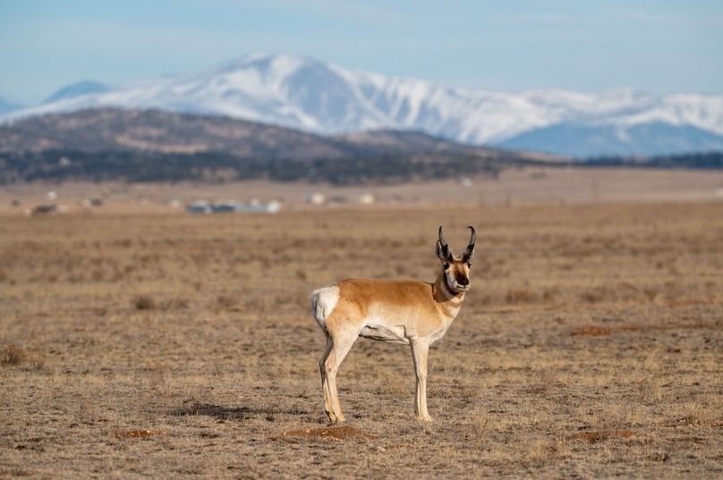 013 - Pronghorn Antelope