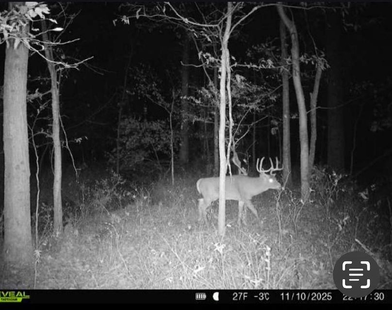 Trail Cam 4