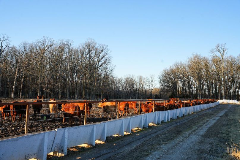 DSC02471bluestem