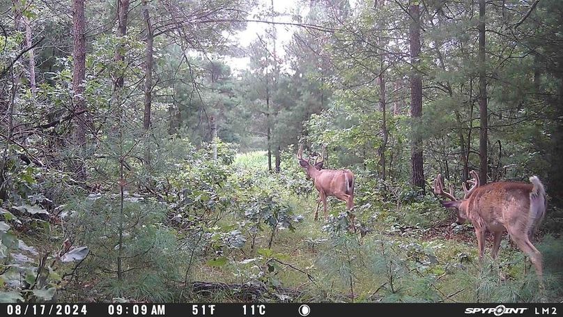 Copy of Trailcam12