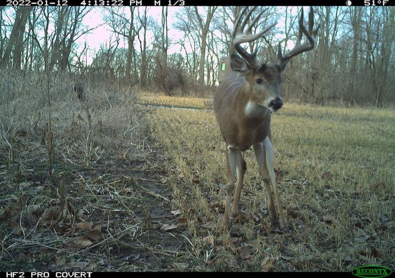Copy of deer photos.104