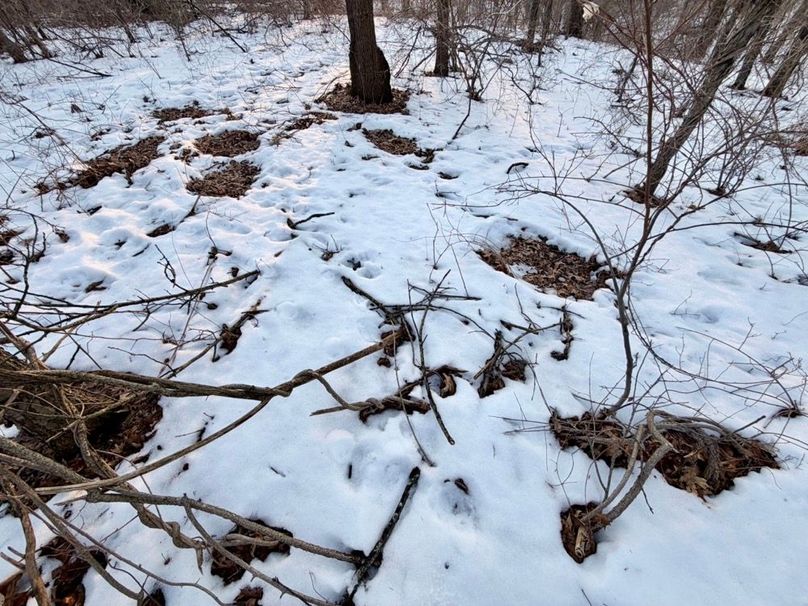 timber east end deer beds