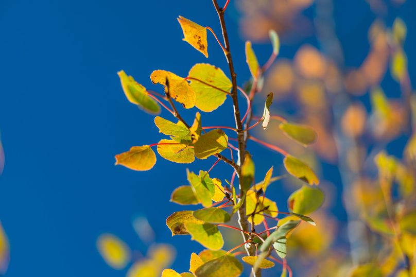 Park Co 35.37 Bowling - 018 Quaking Aspens