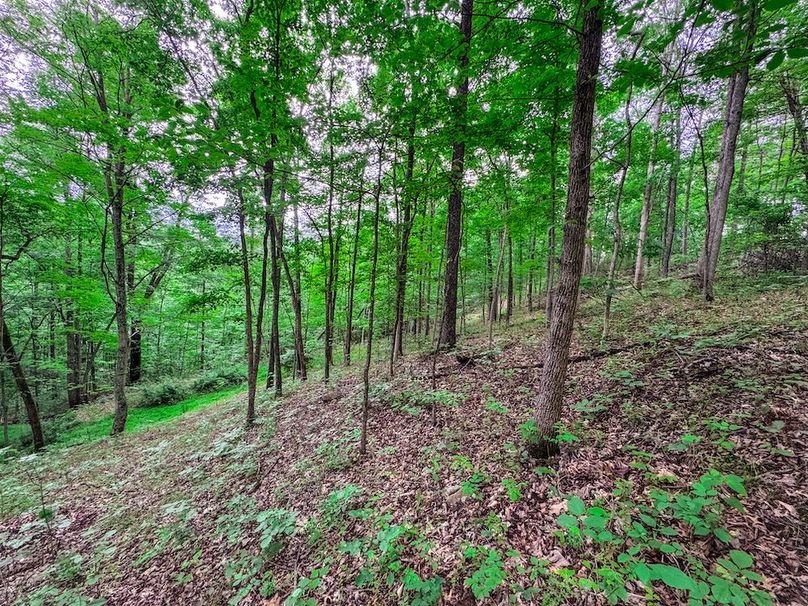 Tyler, WV 313.87 AC -21
