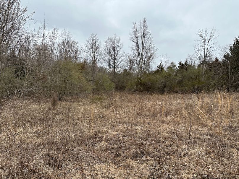 all it needs is brush hogged and planted