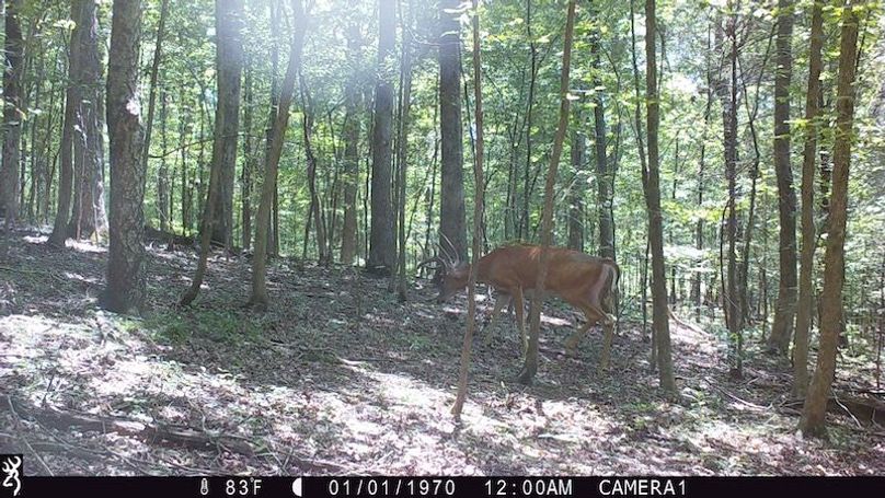 trail cam25