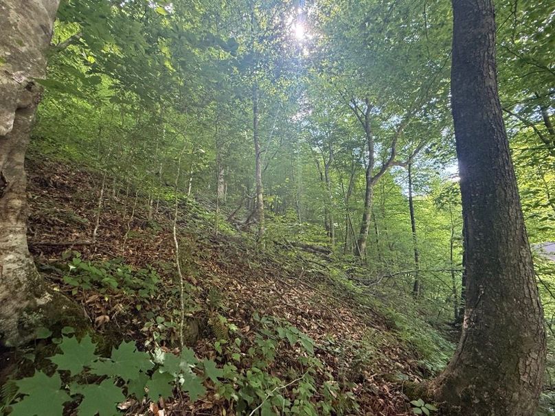 021 west facing wooded slope