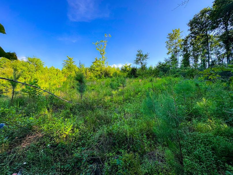 Lewis, WV 82.87 AC Barger-094