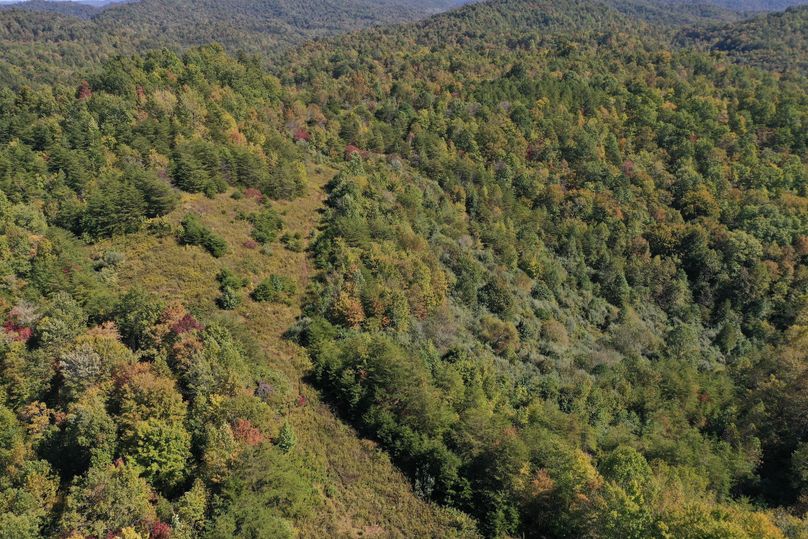 018 open old field area in the northern part of the property