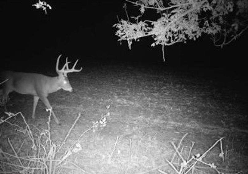 Copy of 934 Deer 3 Large