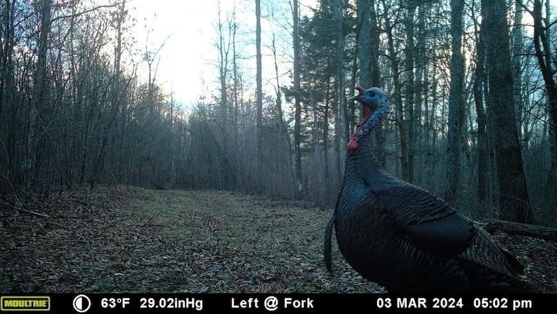 trailcam9