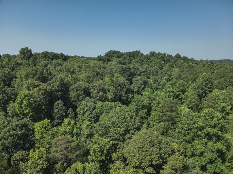 11. Tree Line (18acres)