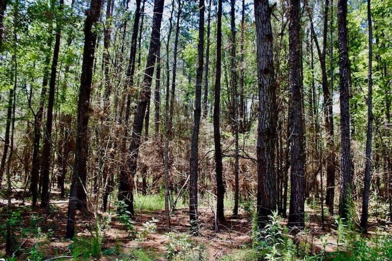 89D52E0C-3C29-4EA1-8250-88E92574BB06_1_201_a