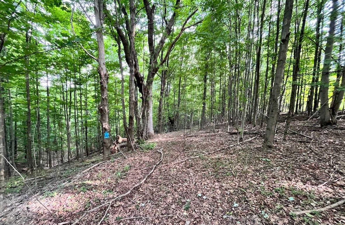 Chemung_59.085_Gutchess_Lumber_Photos_5