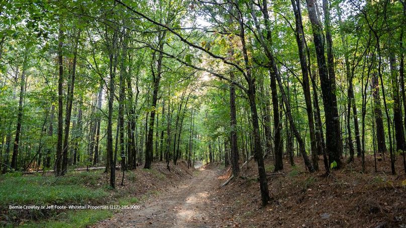 Tallahatchie 847 Messina-08