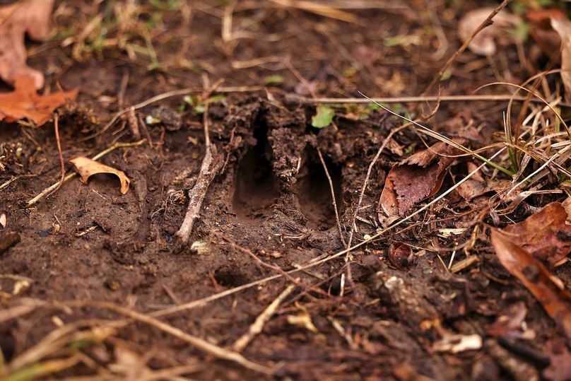 deer track