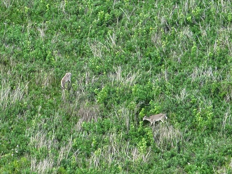 DJI_20250520064259_0016_V