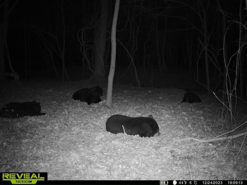 Trail Cam Lots of Bears 