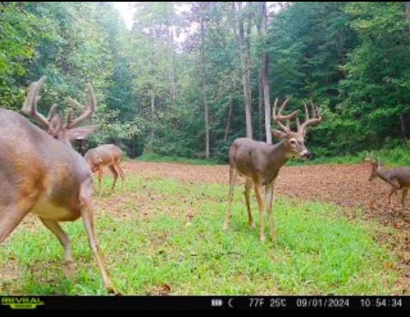 trail cam1