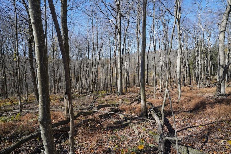 Somerset, 10.91, Tinkey-51