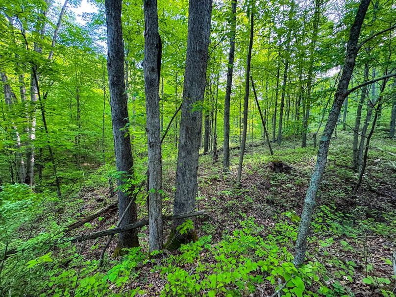 Wirt, WV 145.69 AC 273 Wildflower-08