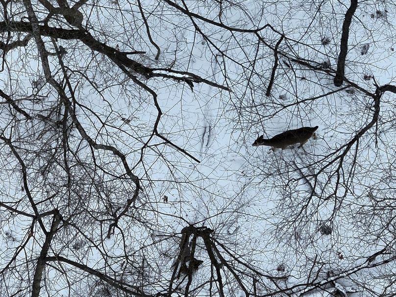 Copy of Tract 5 Buck Large