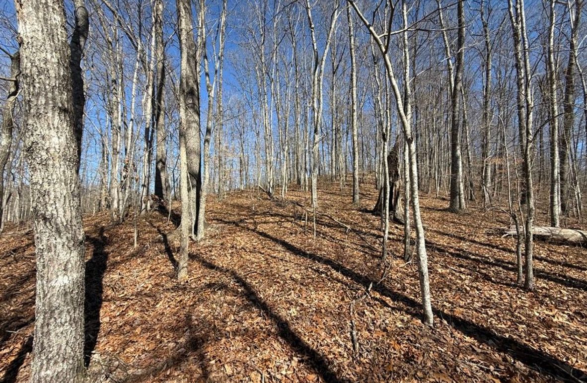 006 open forested point with a good oak hardwood stand