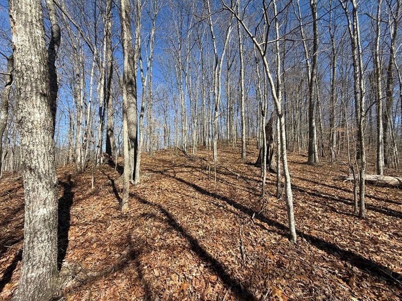 006 open forested point with a good oak hardwood stand