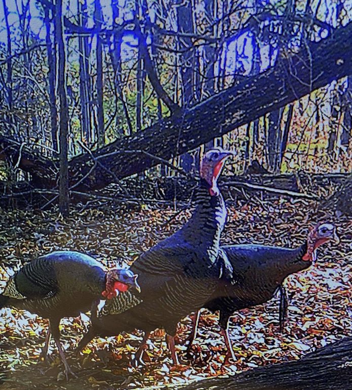 Trail Camera 7