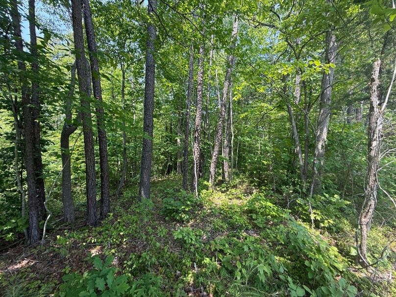 011 forested south facing slope in the north part of the property-2