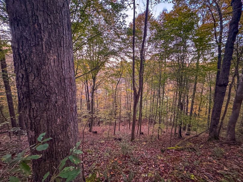 Wirt, WV 43 AC Berry-20