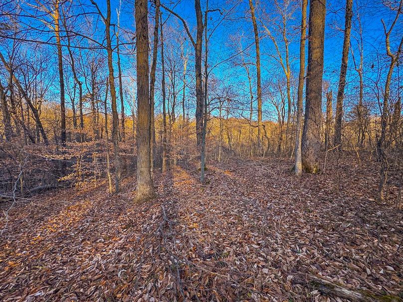 Pleasants_Wood 169.97 AC Cokeley-33