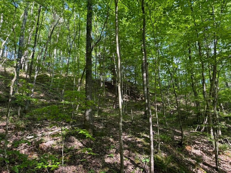 015 nice blend of tree species