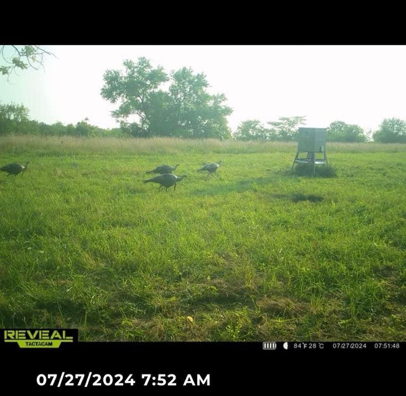 Trail Cam 5