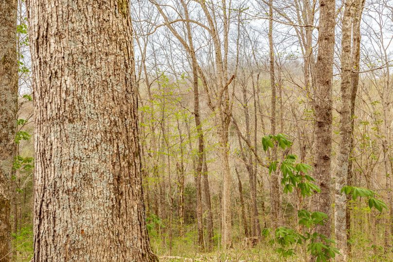 41-web-or-mls-Wolf Hill-19