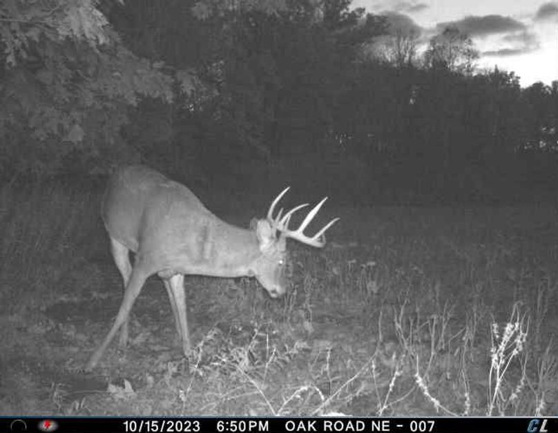 October 2023 Buck (Oak Road)