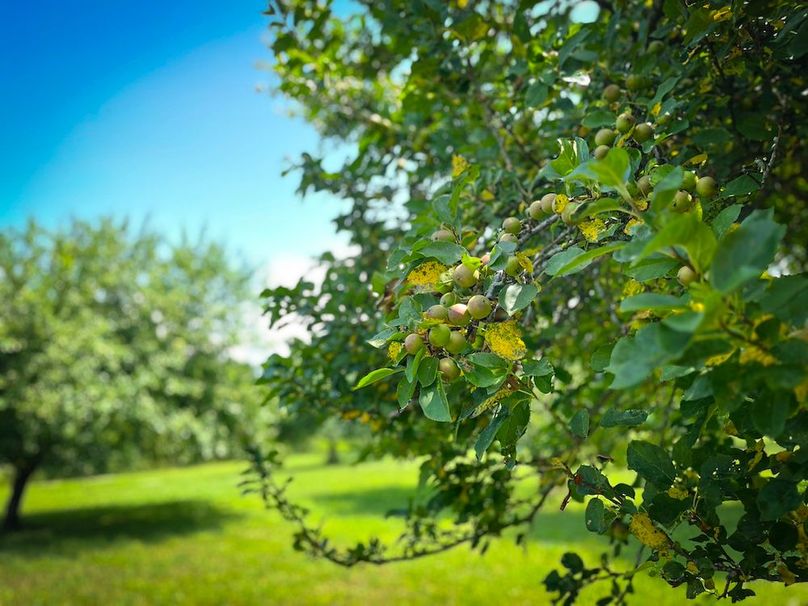 Oswego_21.25-Paro_Photos_12