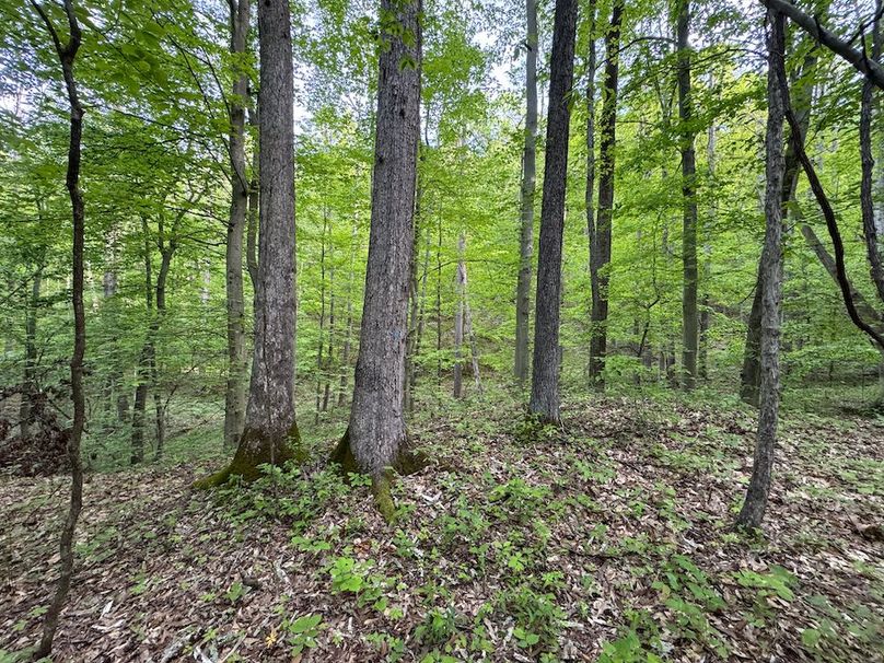 Wirt, WV 145.69 AC 273 Wildflower-14