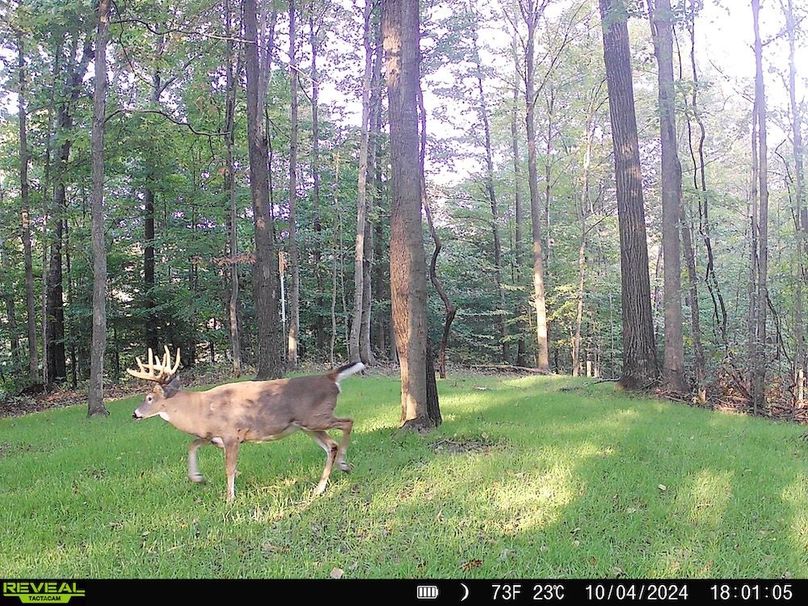 Trail Cam.1