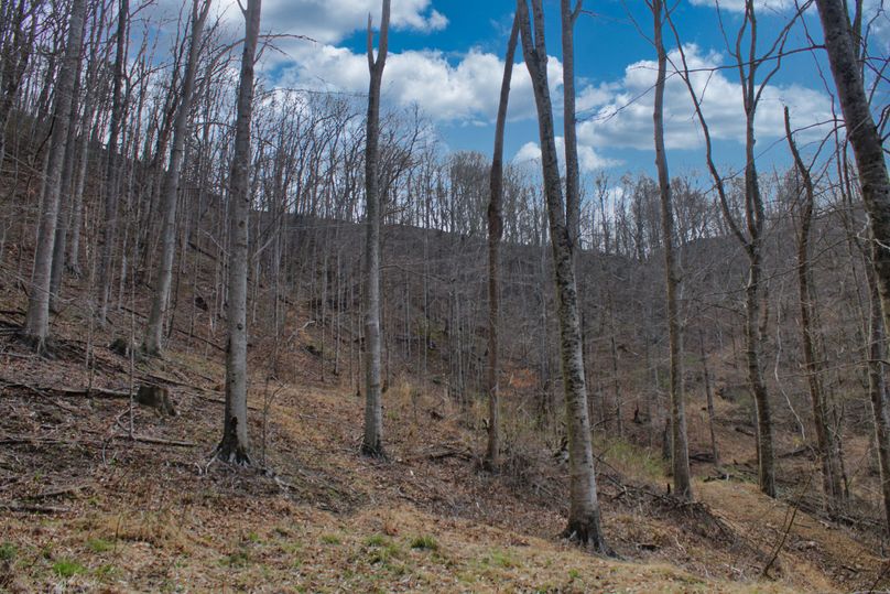 029 recent select timber harvest promoting new growth for wildlife