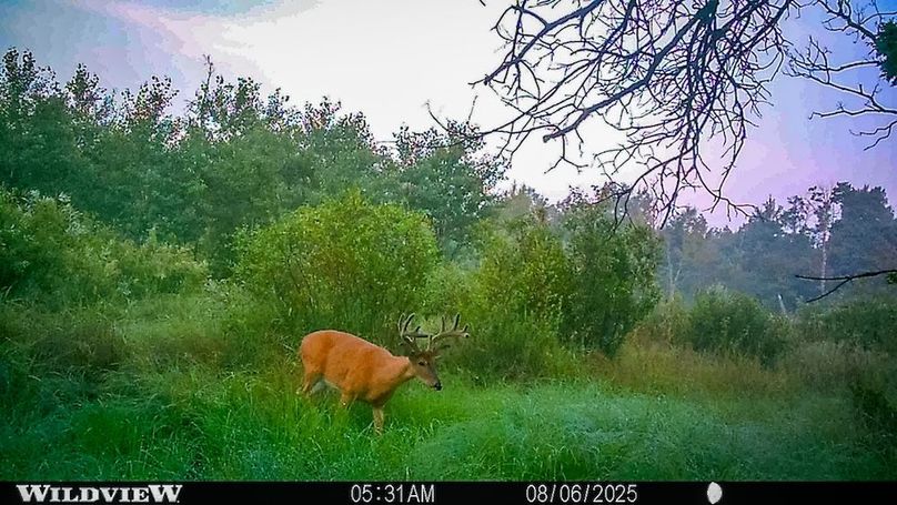 Adams 263.17, Hale -86