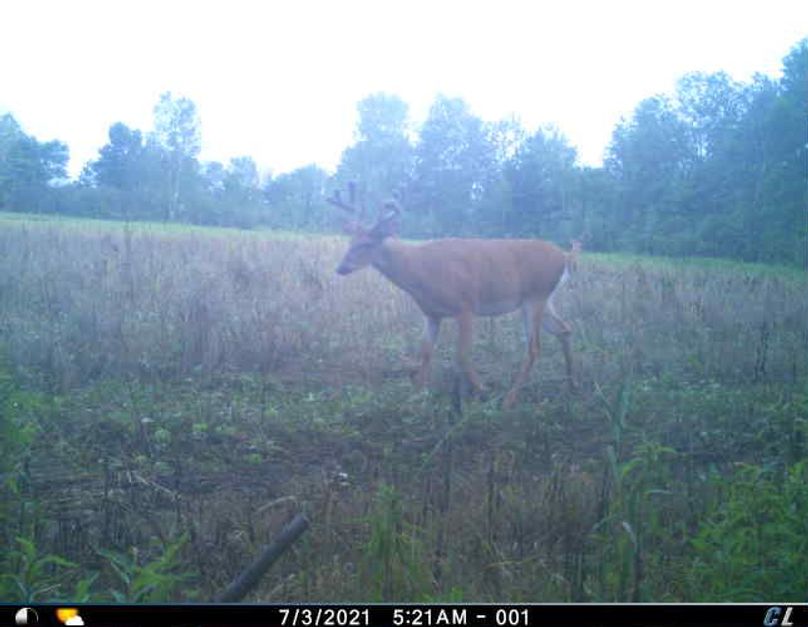 July 2021 Velvet Buck