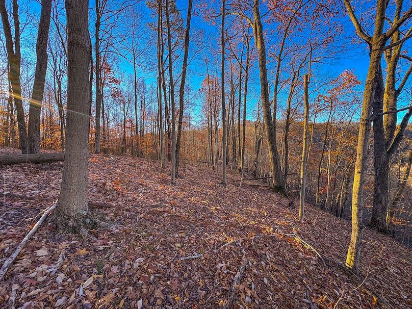 Pleasants_Wood 169.97 AC Cokeley-54