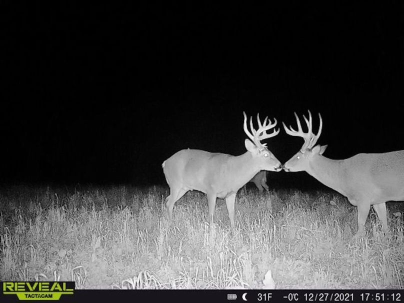 Copy of deer photos.91