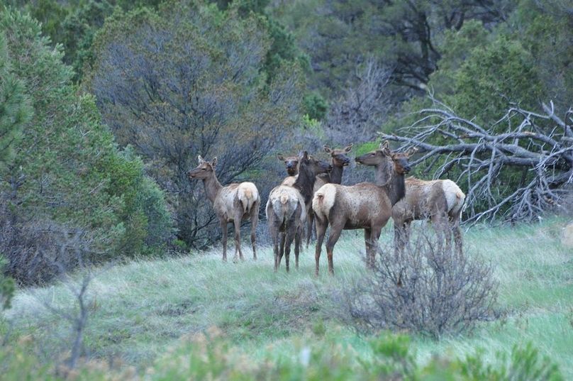 6CowElkLooking-May2019